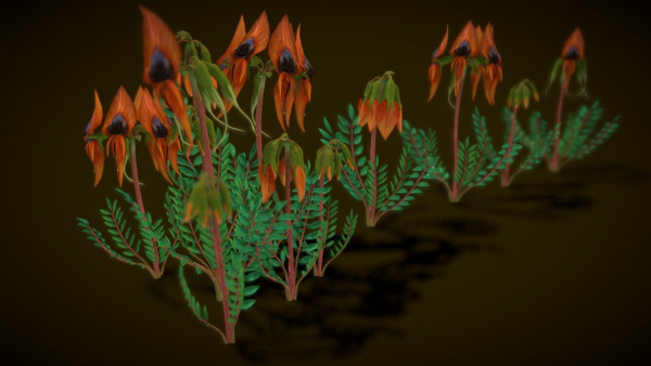 Flower Swainsona Formosa