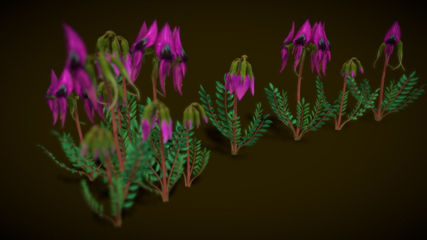 Flower Swainsona Formosa