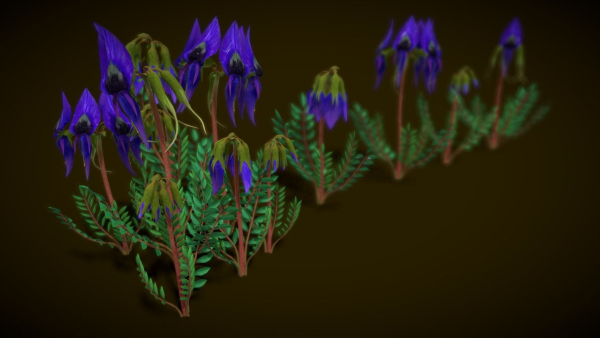 Flower Swainsona Formosa