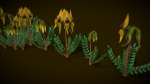 Flower Swainsona Formosa