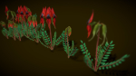 Flower Swainsona Formosa