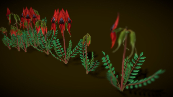 Flower Swainsona Formosa