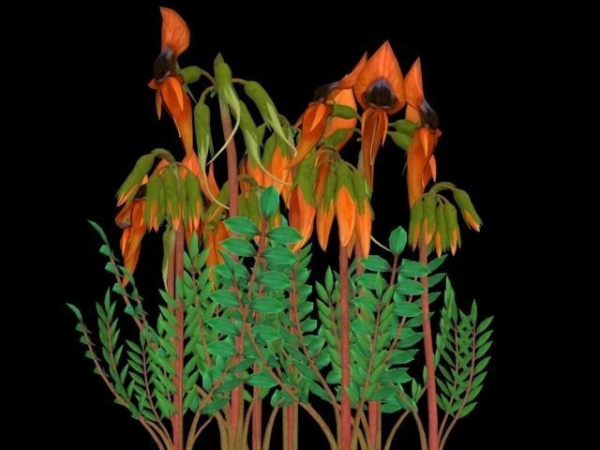 Flower Swainsona Formosa