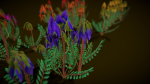 Flower Swainsona Formosa
