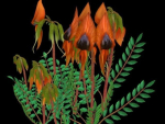 Flower Swainsona Formosa