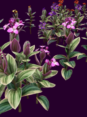 flower-tradescantia-nanouk-3d-model-low-poly-obj-fbx-unitypackage