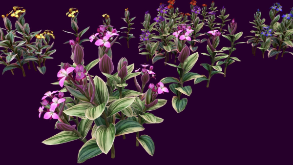 Flower Tradescantia Nanouk