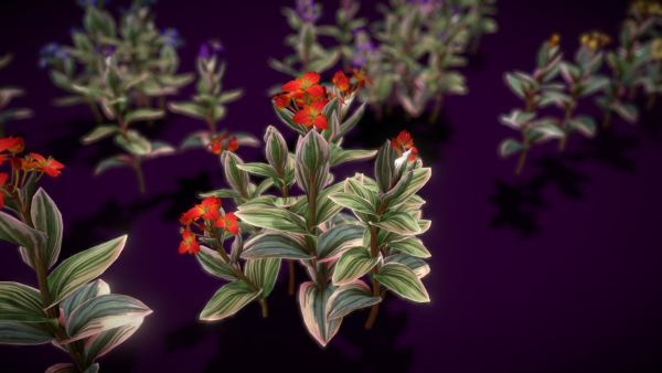 Flower Tradescantia Nanouk