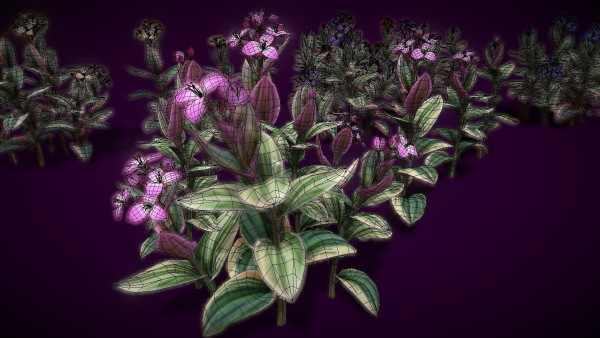 Flower Tradescantia Nanouk
