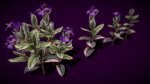 Flower Tradescantia Nanouk