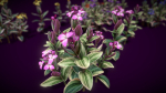 Flower Tradescantia Nanouk