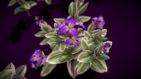 Flower Tradescantia Nanouk