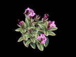 Flower Tradescantia Nanouk
