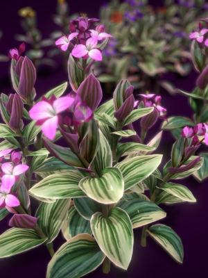Flower Tradescantia Nanouk
