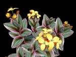 Flower Tradescantia Nanouk