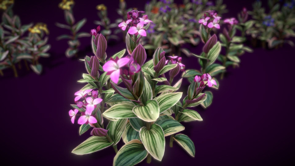 Flower Tradescantia Nanouk