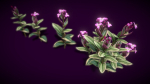 Flower Tradescantia Nanouk