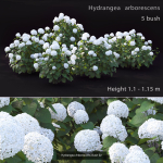 Flowering bush pack 01