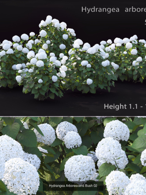 flowering-bush-pack-01-3d-model-max-obj-fbx-mat