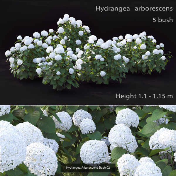 Flowering bush pack 01