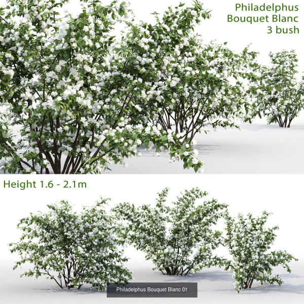 Flowering bush pack 01