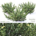 Flowering bush pack 01