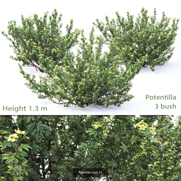 Flowering bush pack 01