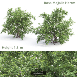 Flowering bush pack 01