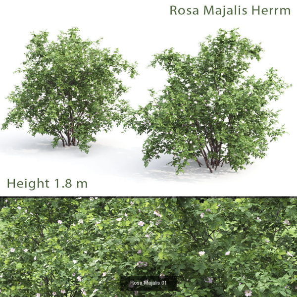 Flowering bush pack 01