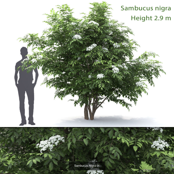 Flowering bush pack 01