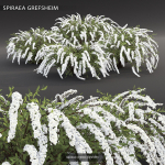 Flowering bush pack 01