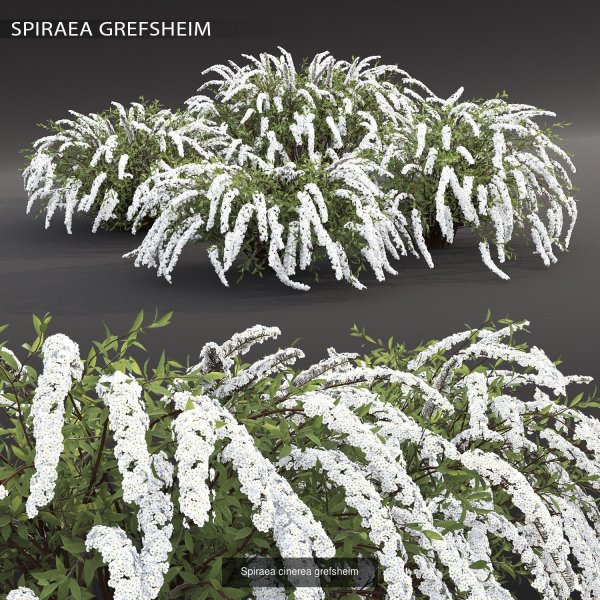 Flowering bush pack 01