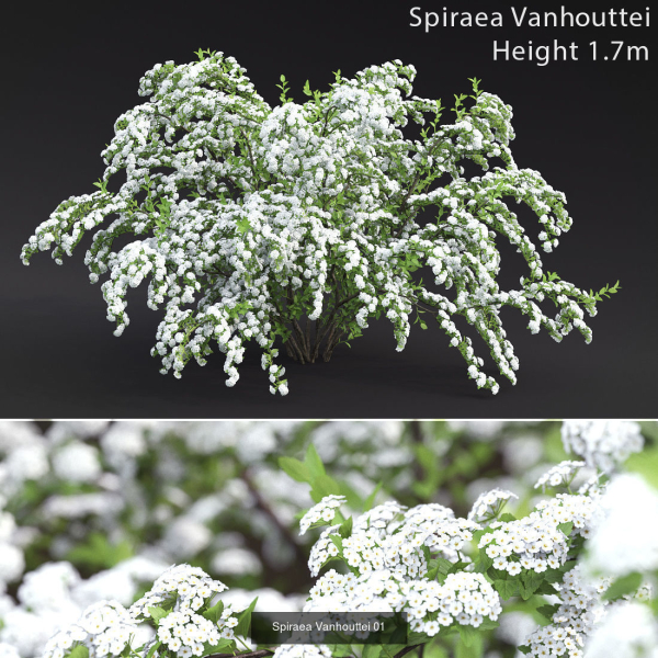 Flowering bush pack 01