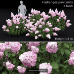 Flowering bush pack 01