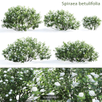 Flowering bush pack 01