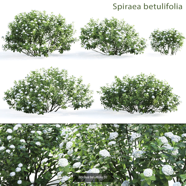 Flowering bush pack 01