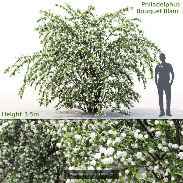 Flowering bush pack 01
