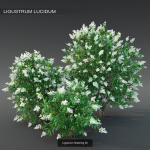 Flowering bush pack 01