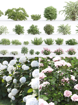 Flowering bush pack 01