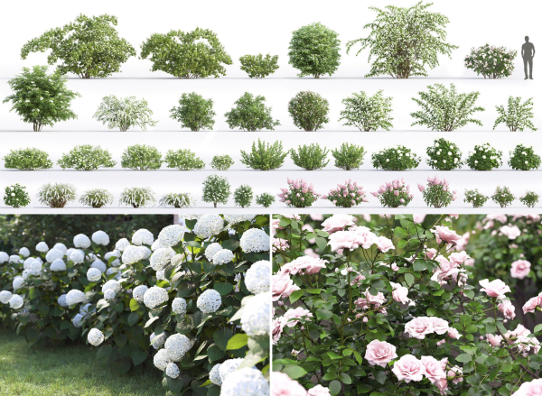 Flowering bush pack 01
