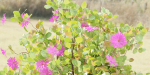 Flowering Bushes collection vol 108-Blender
