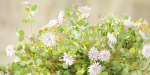 Flowering Bushes collection vol 108-Blender