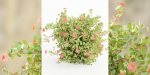 Flowering Bushes collection vol 108-Blender