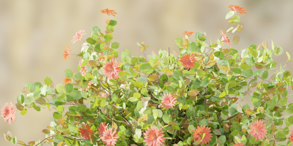 Flowering Bushes collection vol 108-Blender