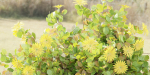 Flowering Bushes collection vol 108-Blender