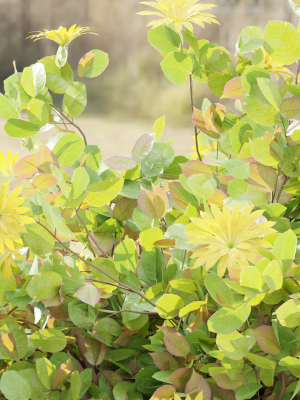 flowering-bushes-collection-vol-108-blender-3d-model-901ac9eb76