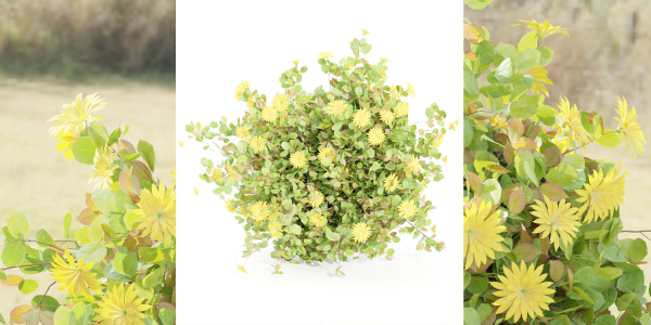 Flowering Bushes collection vol 108-Blender