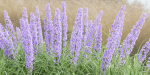 flowering bushes vol 31-Blender