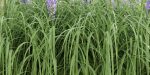 flowering bushes vol 31-Blender
