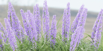 flowering bushes vol 31-Blender